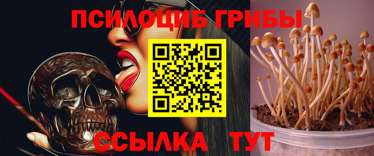 Псилоцибиновые грибы Psilocybe Нижневартовск